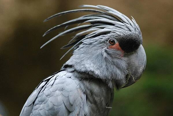 Black Palm Cockatoos Require a Special Bird Owner
