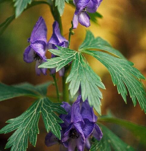 Monkshood Aconitum Napellus