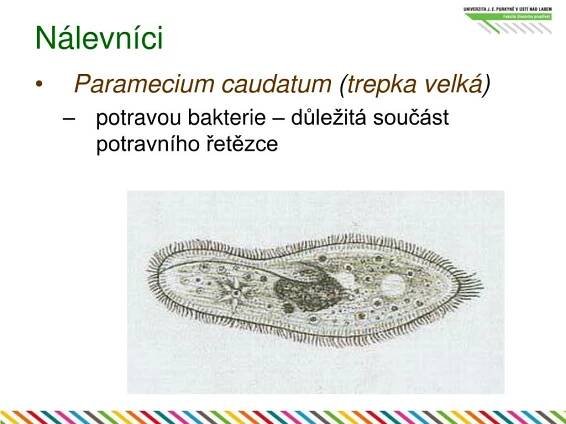 PPT - Houby PowerPoint Presentation, free download - ID:3597581