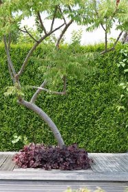 Stromy pro malé zahrady | Moderní zahrada