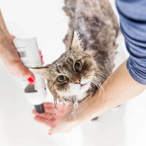 how to bathe a cat