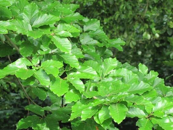 Buk obecný (Fagus silvatica) – sazenice za 190.00CZK - Allegro