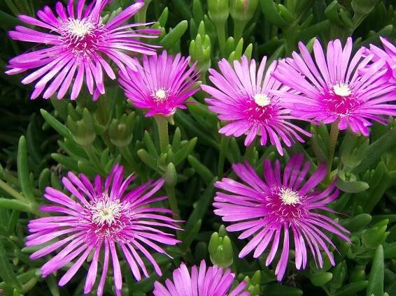 Lampranthus spectabilis planta suculenta rastrera