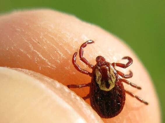 Lyme and Other Tick-Borne Diseases - Harvard Health
