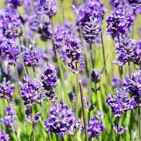 Levandule úzkolistá HIDCOTE nízká odrůda velmi VOŇAVÁ SAZENICE odolná Latinský název lavandula angustifolia