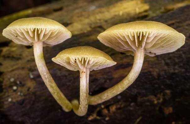 Simocybe centunculus: Nejlepší průvodce houbami