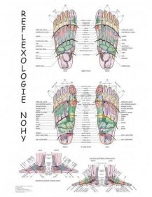 Schéma - reflexologie nohy