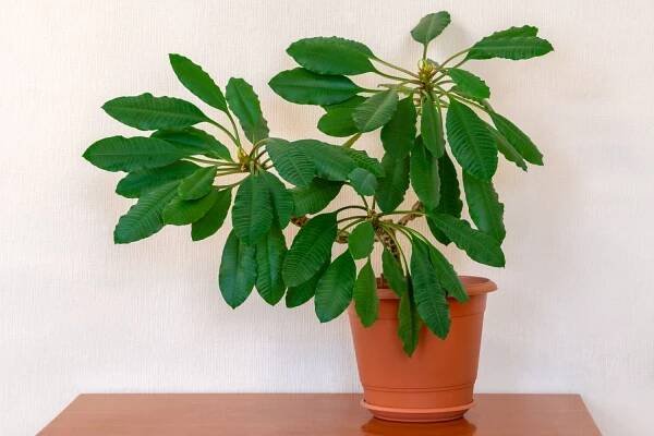 Madagascar jewel: the houseplant profile - Plantura