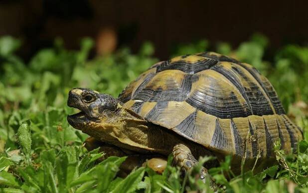 Želva žlutohnědá (Testudo graeca) – yvon52 / Shutterstock