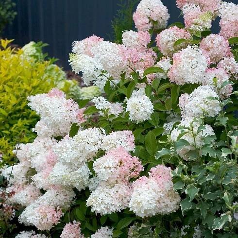 Paniculata hortenzie Phantom fotografie