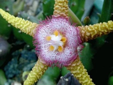 Květina Stapelia: příklady množení řízky a péče doma