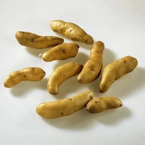 Scuk.cz Keřkovské rohlíčky brambory - typ A, min 1,5 kg