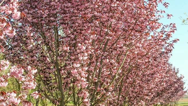 Sakura ozdobná ROYAL BURGUNDY 120cm