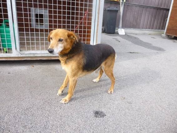 Psi k adopci z útulků, azylů a neziskových organizací
