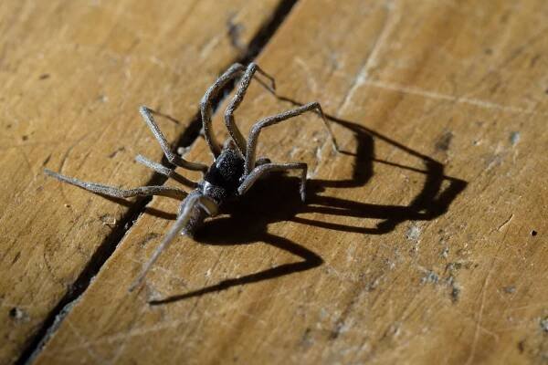 La araña violinista es las más peligrosa de las caseras