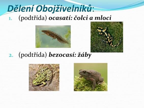 PPT - STRUNATCI PowerPoint Presentation, free download - ID:6164747