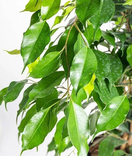 Fíkus, Ficus benjamina Exotica, zelený, skladem | ZAZUMi.cz