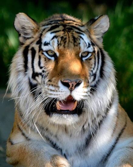 May | 2019 | Detroit Zoological Society Blog
