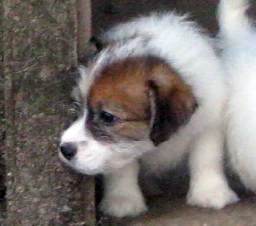 Jack Russell teriér