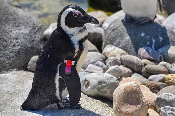 african penguin background