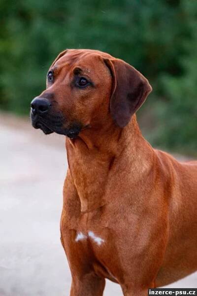 Rhodéský ridgeback - štěňátka s PP prodám