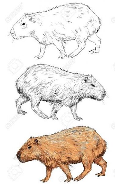 Cute Capybara and Animal Drawings