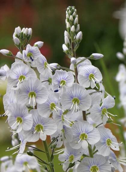 Rozrazil, Speedwell, Hraniční Rostlina