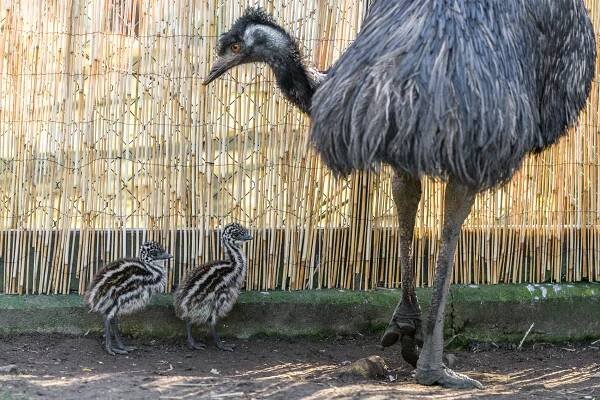 V Zoo Praha se vylíhla mláďata emu hnědého