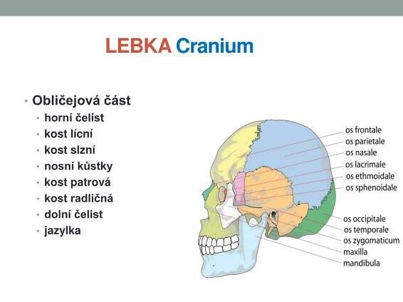 PPT - POHYBOVÝ SYSTÉM – LEBKA I. PowerPoint Presentation, free download ...