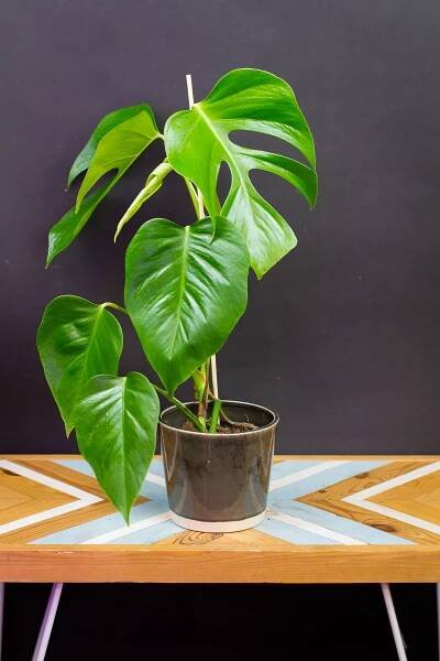 Monstera deliciosa var. sierrana (Hawaiian Clone)