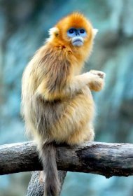 Golden Snub-nosed Monkey Facts, Habitat, Diet, Life Cycle, Baby, Pictures