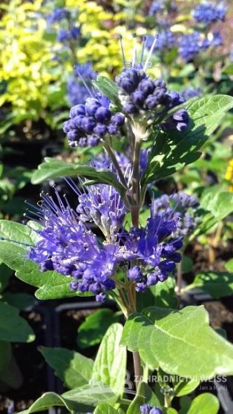 OŘECHOPLODEC - CARYOPTERIS DARK KNIGHT - ZELENÝ