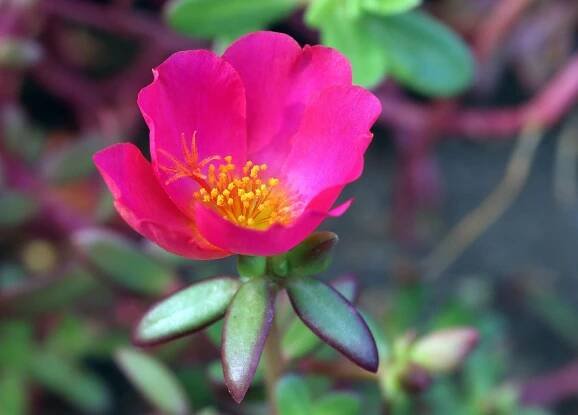 Šrucha, Květ, Rostlin, Portulaca