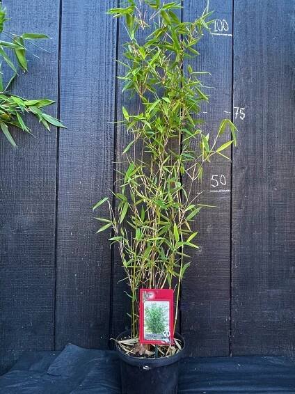 Fargesia Nitida "Winterjoy" - Non-Invasive Bamboo