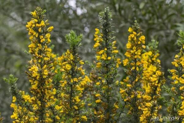 Hlodáš evropský (Ulex europaeus)