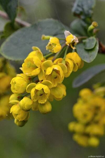 Dřišťál obecný - Berberis vulgaris