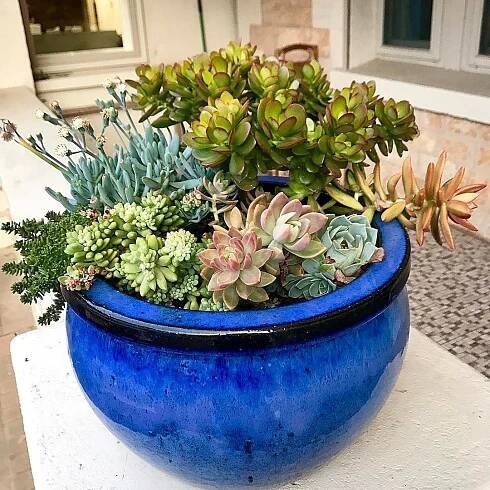 a blue planter filled with succulents on top of a white table