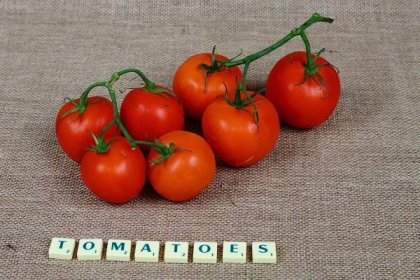 Nejsladší odrůdy rajčat