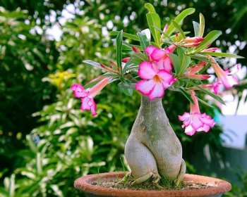 Pěstování pouštní růže: Tato sukulentní pokojová rostlina milující teplo a sucho vás potěší krásnými květy i v zimě | JenŽeny.cz