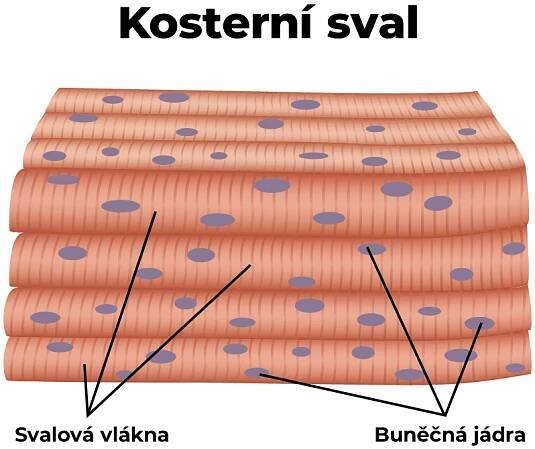 Kosterní sval