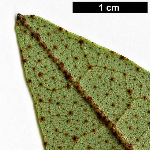Aextoxicon punctatum