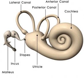 lidské ucho vnitřní - eustachova trubice - stock snímky, obrázky a fotky