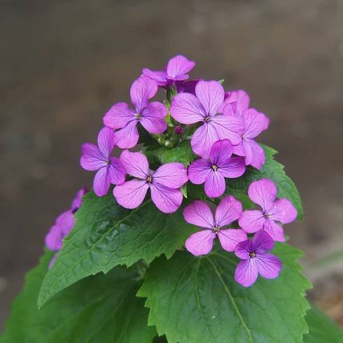 Měsíčnice roční – Lunaria annua – prodej semen měsíčnice