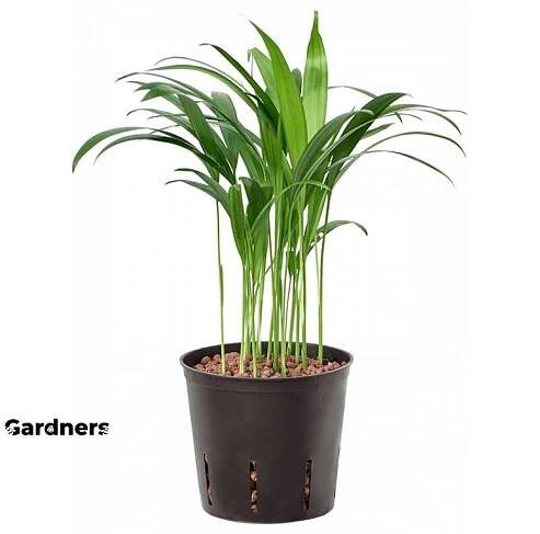 35292 1 dypsis lutescens areca prumer 13 cm hydroponie