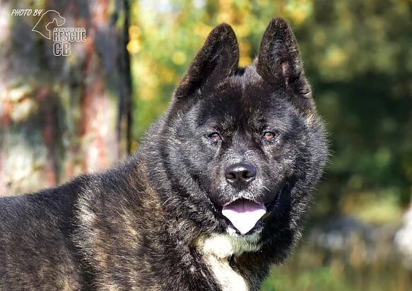 Psi k adopci z útulků, azylů a neziskových organizací