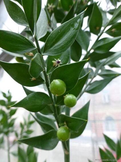 Listnatec ostnitý (Ruscus aculeatus)
