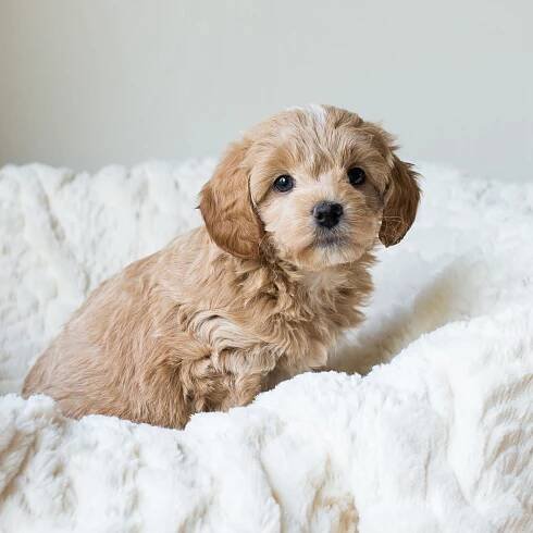 Brooklyn, Calie - Cavapoochon Puppy.jpg