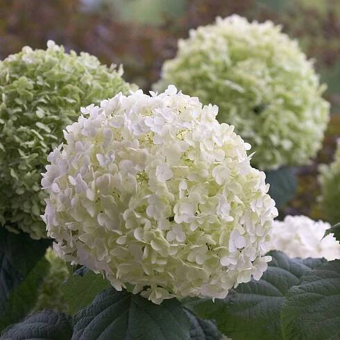 Hortensien - Hortensie 'Strong Annabelle' - Hydrangea arborescens 'strong annabelle'