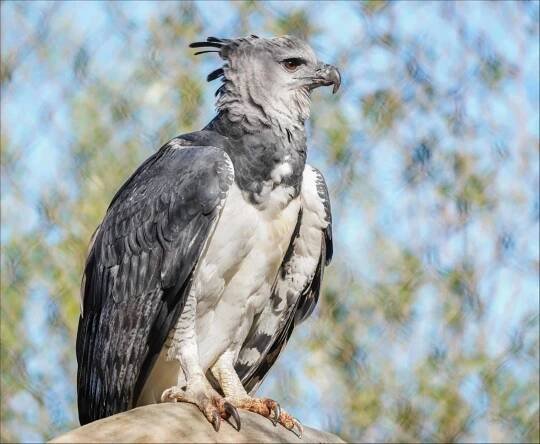 Harpy eagle
