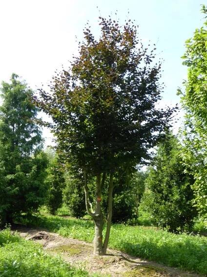 Fagus sylvatica 'Atropunicea' | buk lesní 'Atropunicea' - Van den Berk školky